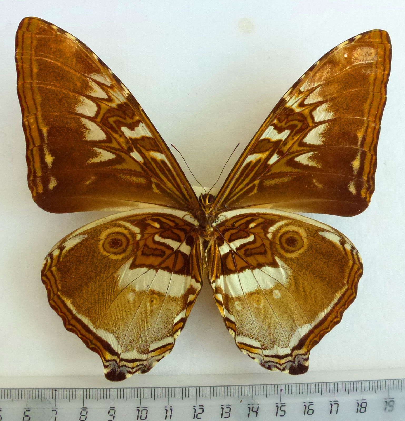Morpho cisseis ssp.cisseis (abberation, Juruty, Brazil) (Internet Image property of respective owner, non-commercial use only)